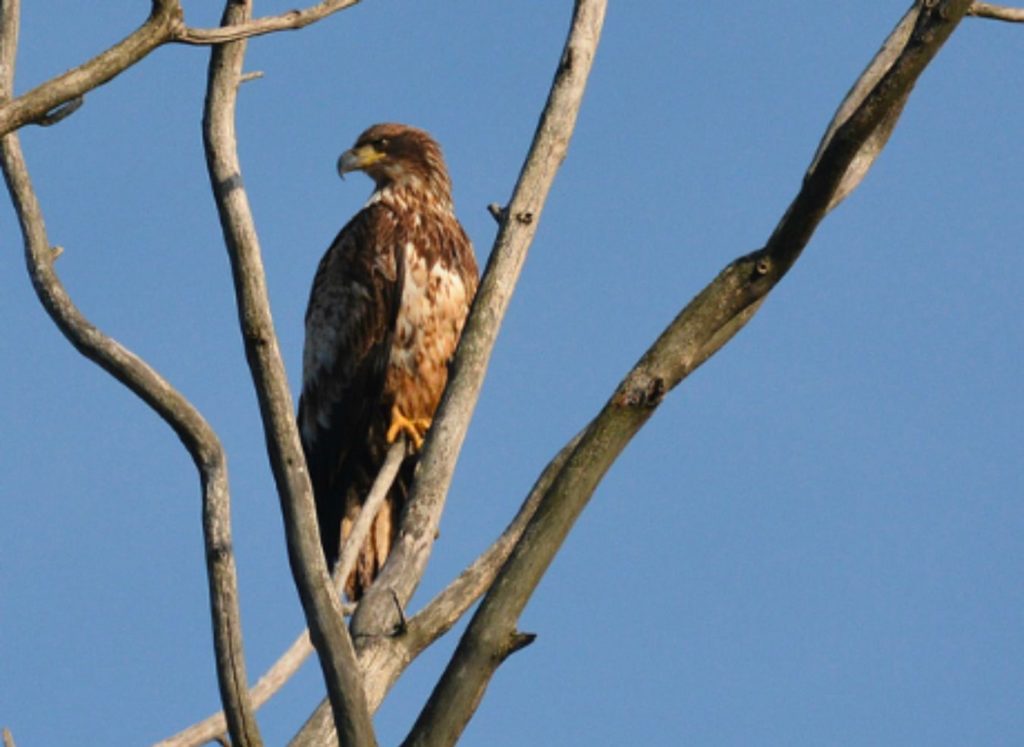 Montezuma Wildlife Refuge