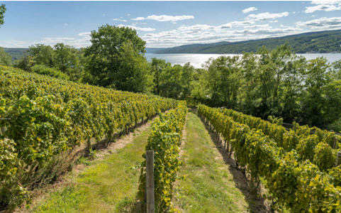 Point of the Bluff Vineyards